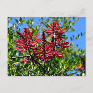 Carte Postale Fleurs d'Erythrina rouge vibrantes