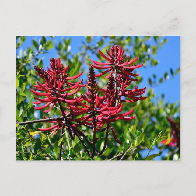 Carte Postale Fleurs d'Erythrina rouge vibrantes (Devant)