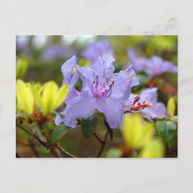 Carte Postale Fleurs des Highlands écossais (Devant)