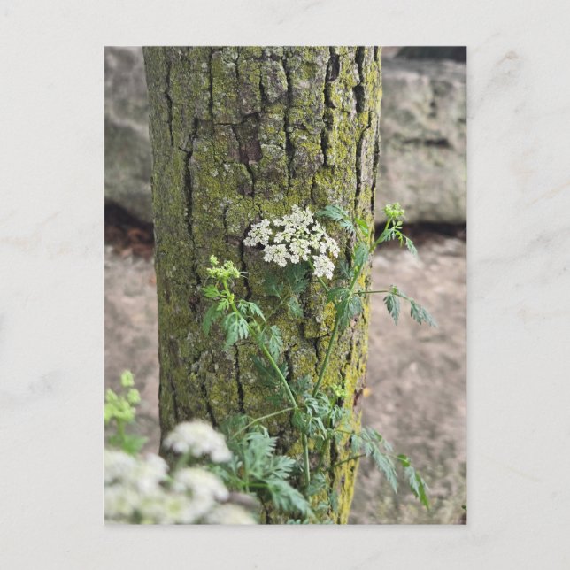 Carte Postale Fleurs d'été (Devant)