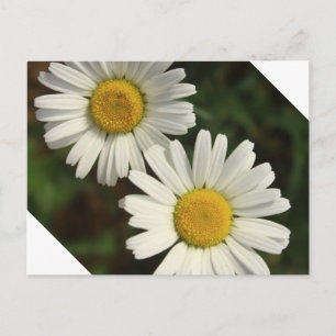 Carte Postale Fleurs d'été de marguerite blanche