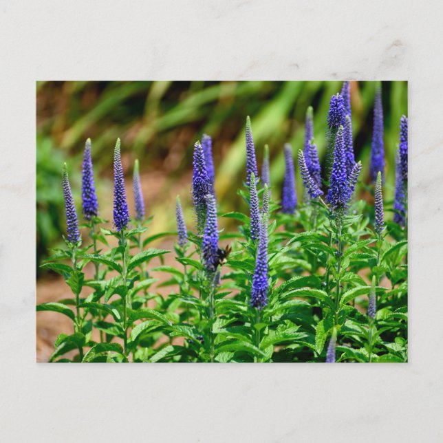 Carte Postale Fleurs d'étoile violette (Devant)