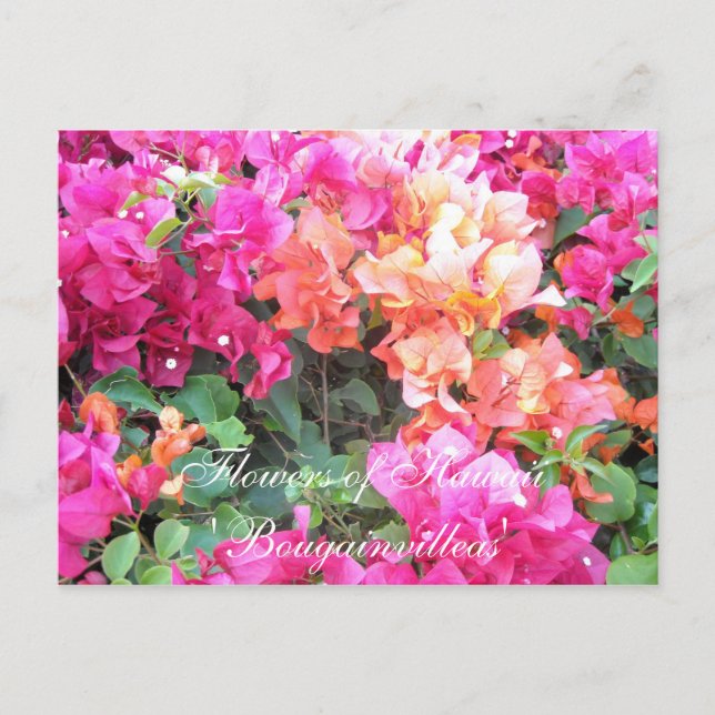 Carte Postale Fleurs d'Hawaii (Devant)