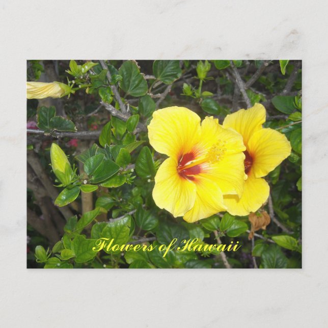 Carte Postale Fleurs d'Hibiscus d'Hawaii (Devant)