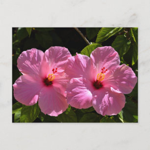 Carte Postale Fleurs d'Hibiscus roses