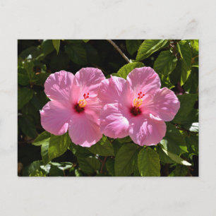 Carte Postale Fleurs d'Hibiscus roses