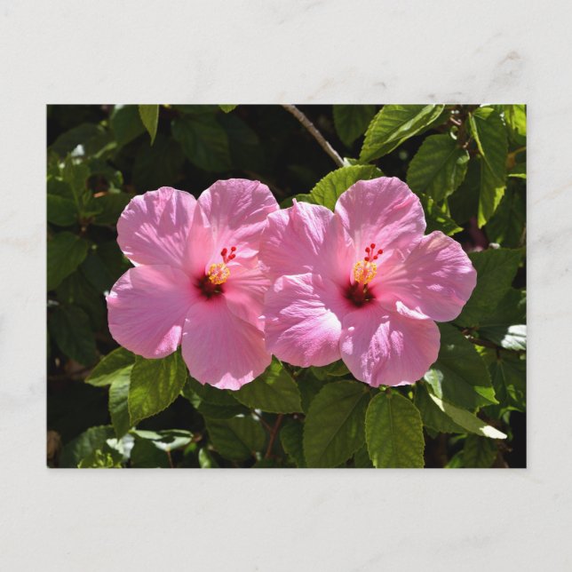 Carte Postale Fleurs d'Hibiscus roses (Devant)