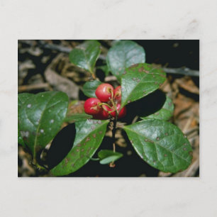Carte Postale Fleurs d'hiver (Gaultheria Procumbens)