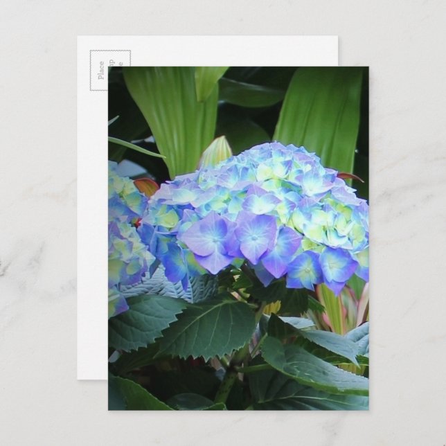 Carte Postale Fleurs d'Hortensias Bleus Photographie de Fleurs N (Devant / Derrière)