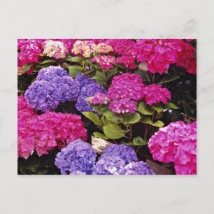 Carte Postale fleurs d'Hydrangea