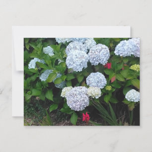 Carte Postale Fleurs d'Hydrangée Bleue dans le jardin d'été