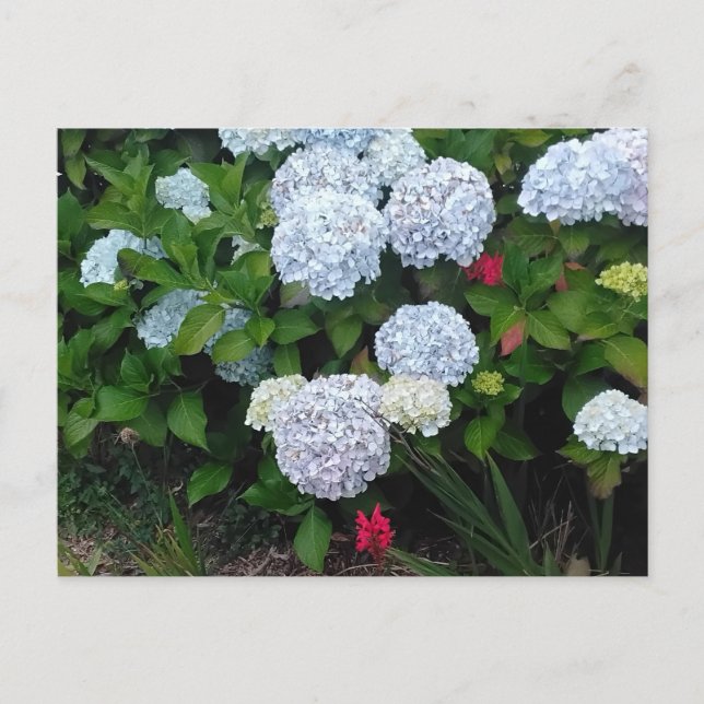 Carte Postale Fleurs d'Hydrangée Bleue dans le jardin d'été (Devant)