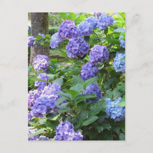 Carte Postale Fleurs d'Hydrangée violette et bleue