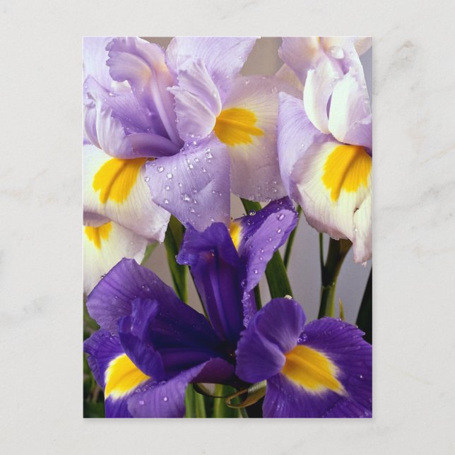 Carte Postale Fleurs d'Iris (Devant)