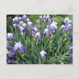 Carte Postale Fleurs d'Iris