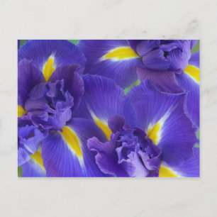 Carte Postale Fleurs d'iris