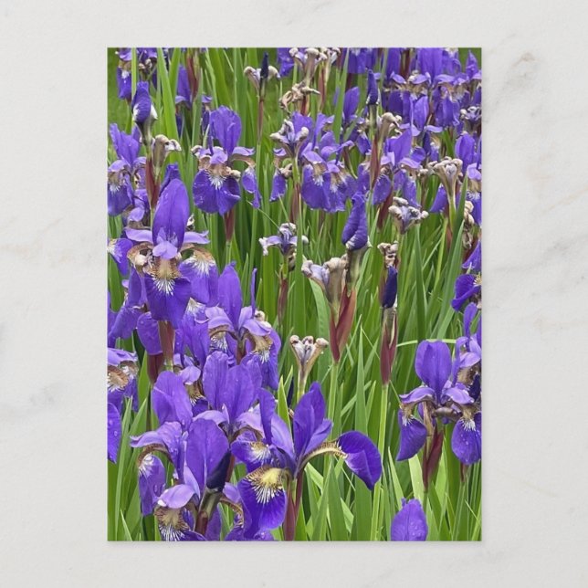 Carte Postale Fleurs d'Iris Violettes Photographie de la Nature  (Devant)