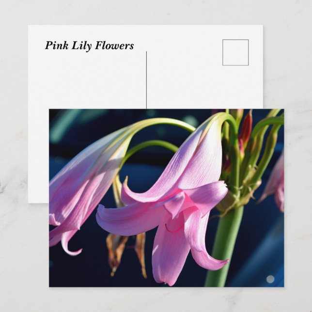 Carte Postale Fleurs diurnes roses (Devant / Derrière)