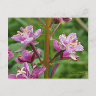 Carte Postale Fleurs diverses d'algues, île de l'Unalaska