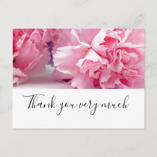 Carte Postale Fleurs d'œillet rose sur fond blanc (Devant)