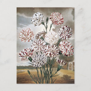 Carte Postale Fleurs d'oeillets vintages avec ciel gris