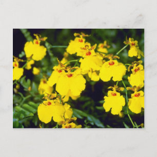 Carte Postale fleurs d'onccidium jaune