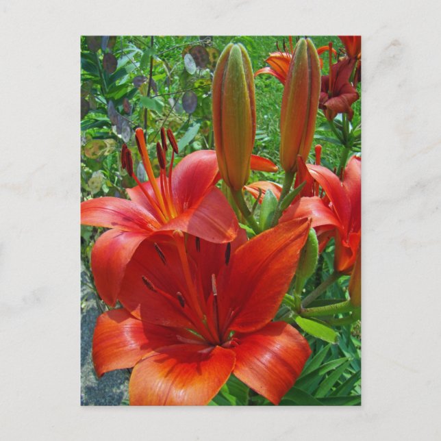 Carte Postale Fleurs d'Oranger de Lys (Devant)