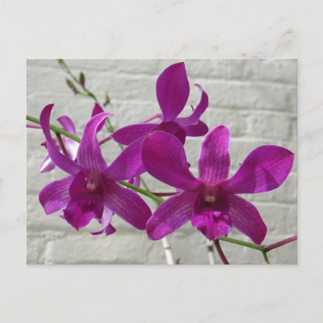 Carte Postale Fleurs d'orchidée exotique violette (Devant)