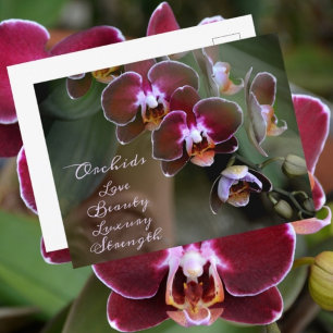 Carte Postale Fleurs d'orchidées de marron violet Photographie F