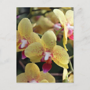 Carte Postale Fleurs d'orchidées jaunes