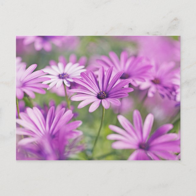 Carte Postale fleurs d'ostéospermum (Devant)