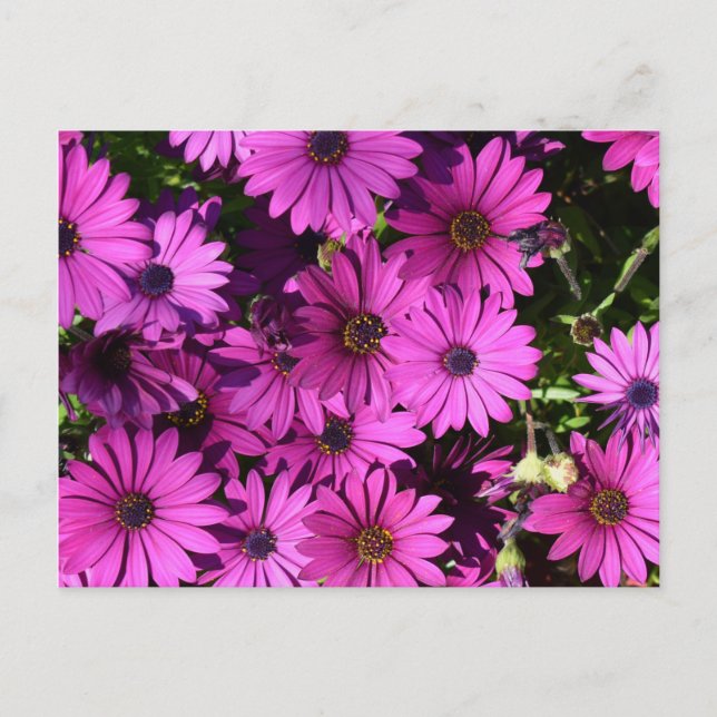 Carte Postale Fleurs d'ostéospermum pourpres (Devant)