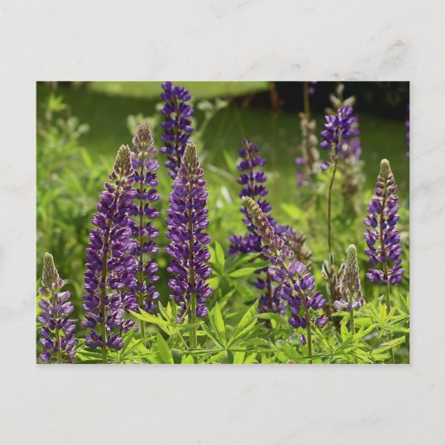 Carte Postale Fleurs du Maine (Devant)