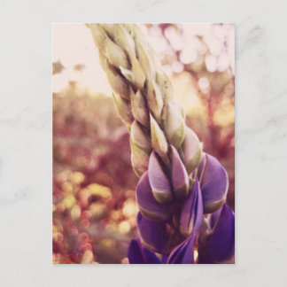 Carte Postale Fleurs du Nouveau-Brunswick