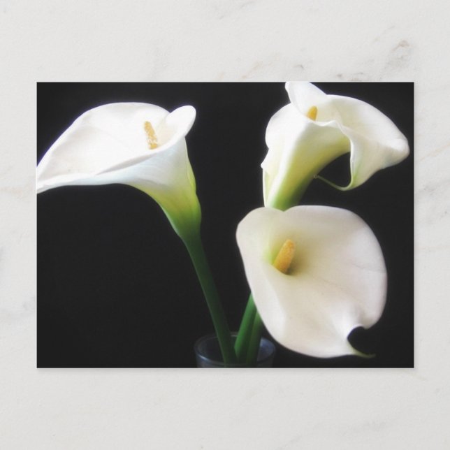 Carte Postale Fleurs élégantes 12 de zantedeschia (Devant)