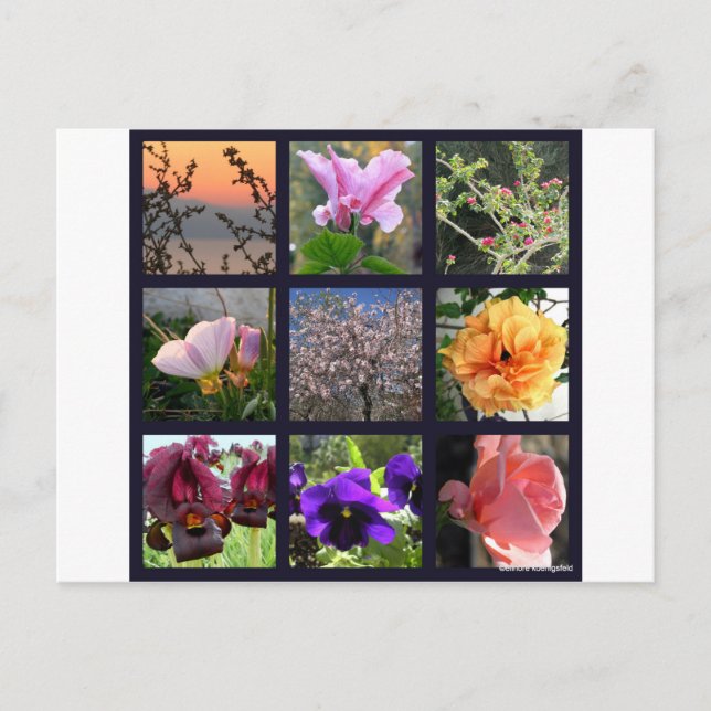 Carte Postale Fleurs en Israël (Devant)