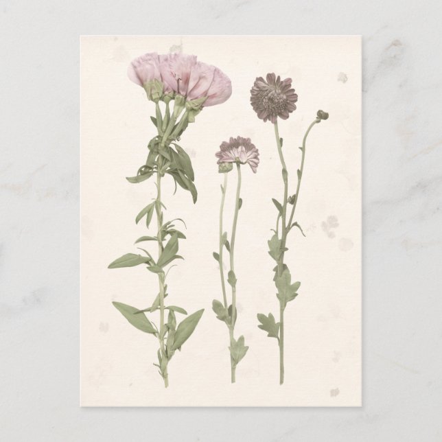 Carte Postale Fleurs en rose (Devant)