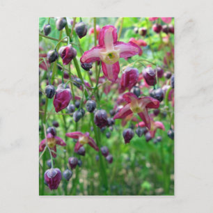 Carte Postale Fleurs Epimedium