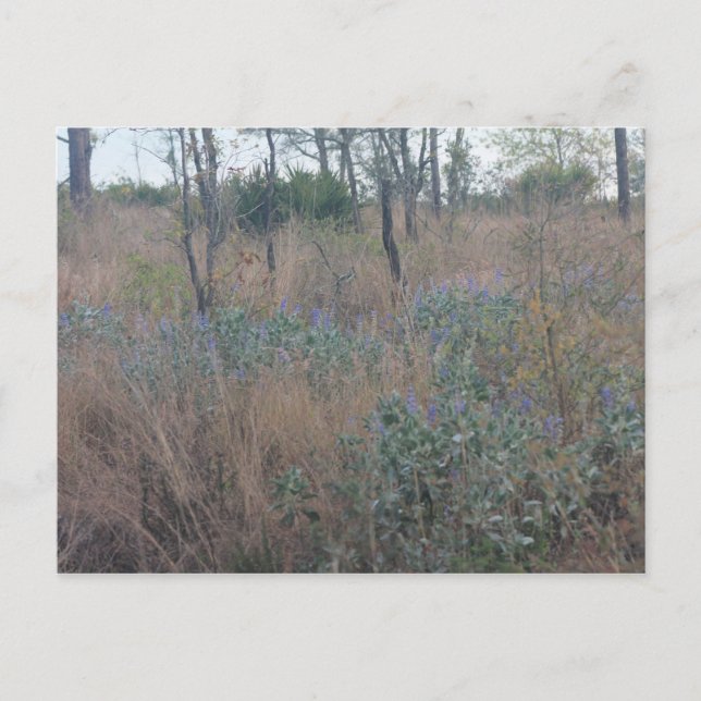 Carte Postale Fleurs et brosses (Devant)