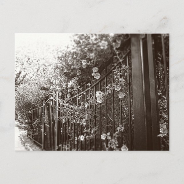 Carte Postale Fleurs et clôture en fer forgé, Tilt-Shift, B&W (Devant)
