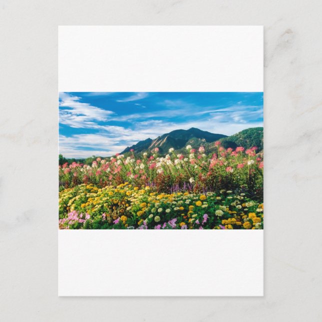 Carte Postale Fleurs Et Flatirons (Devant)