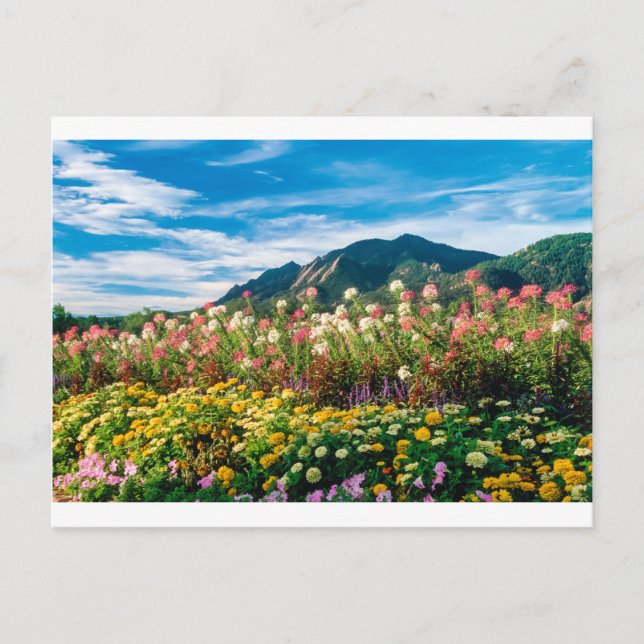 Carte Postale Fleurs Et Flatirons (Devant)