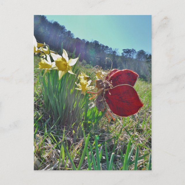 Carte Postale Fleurs et fleurs jaunes (Devant)