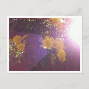 Carte Postale Fleurs et lumière