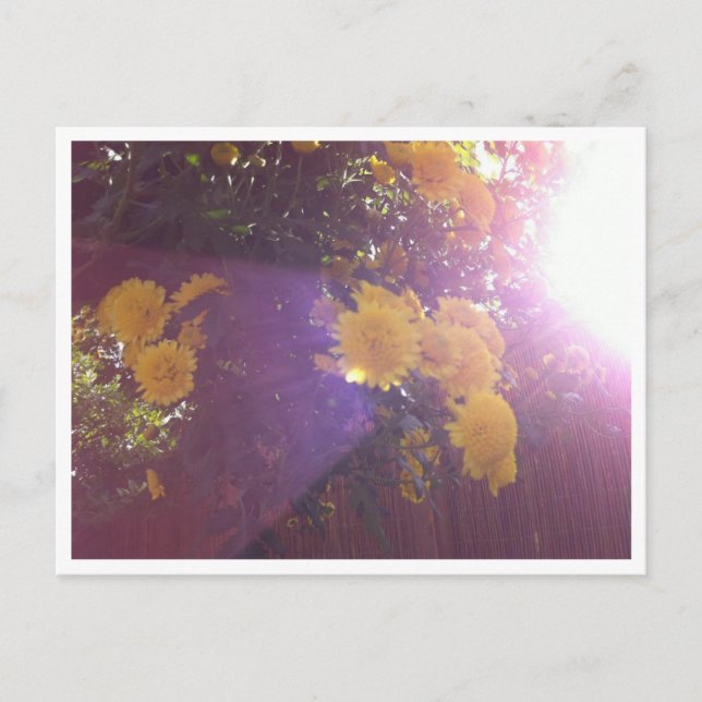 Carte Postale Fleurs et lumière (Devant)