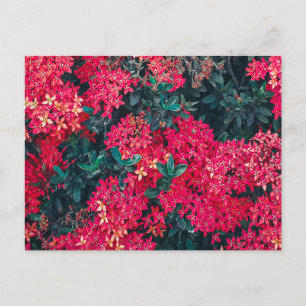 Carte Postale fleurs et motifs botaniques plante colorés