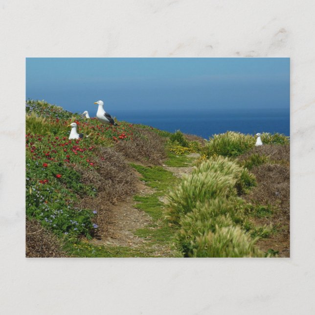 Carte Postale Fleurs et mouettes sur l'île Anacapa (Devant)
