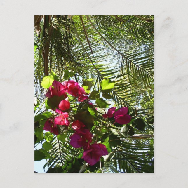 Carte Postale Fleurs et palmiers (Devant)
