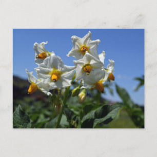 Carte Postale Fleurs étoilées Solanum tuberosum