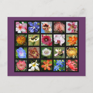Carte Postale Fleurs exotiques du monde entier